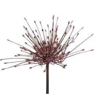Alium 50-60cm