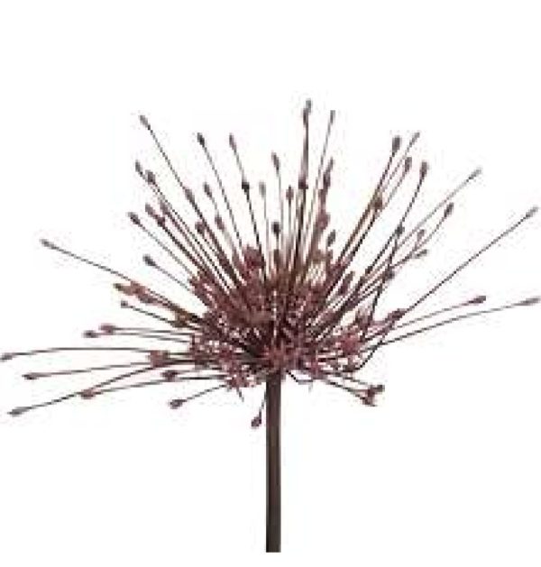 Alium 50-60cm