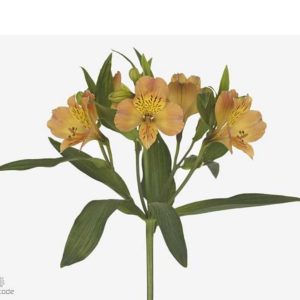 Alstromeria orange 60cm