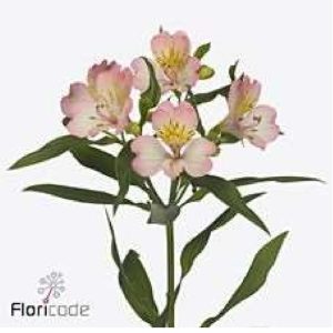 Alstromeria rosa 60cm