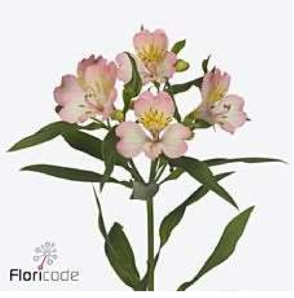 Alstromeria rosa 60cm