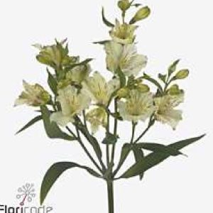 Alstromeria vit 60cm