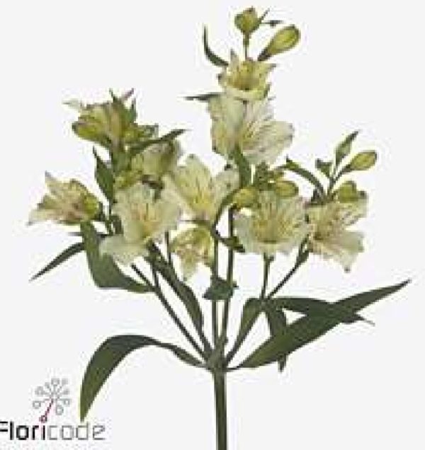 Alstromeria vit 60cm