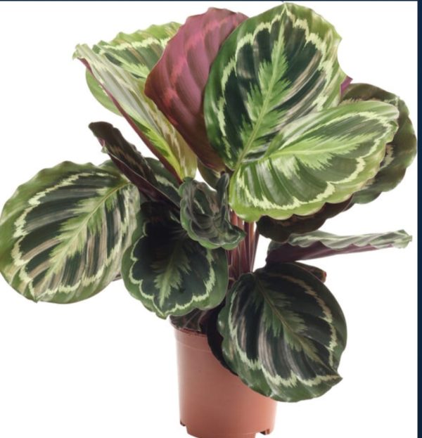 Calathea - Bild 2
