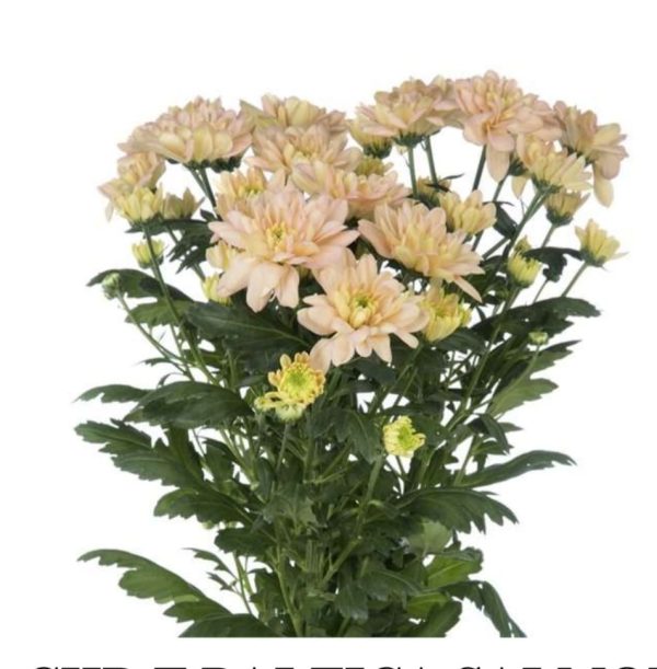 Chrysanthemum 60-70cm