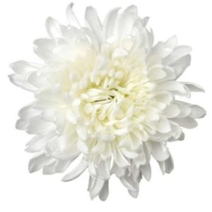 Deco chryss  Chrysanhemum 70cm