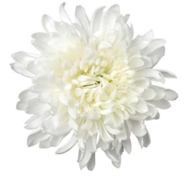 Deco chryss  Chrysanhemum 70cm