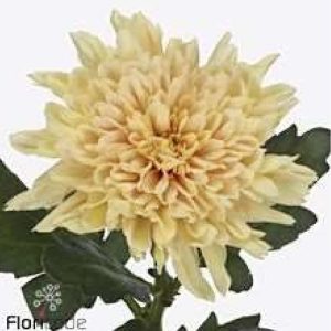 Deco chryss Chrysanthemum 70cm