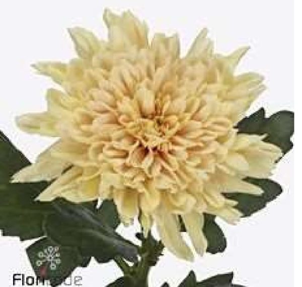 Deco chryss Chrysanthemum 70cm