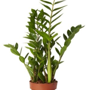 Garderobsblomma