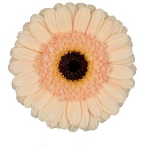 Germini 50cm