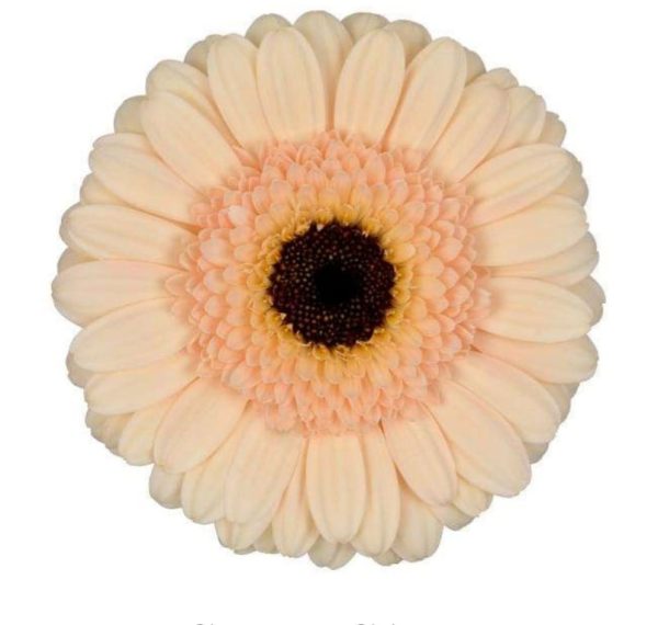 Germini 50cm