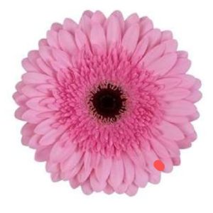 Germini rosa 50cm