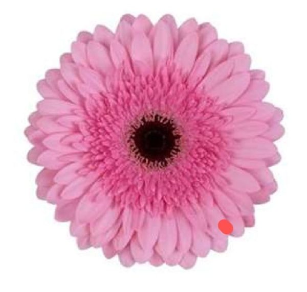 Germini rosa 50cm
