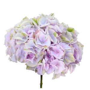 Hortensia ljuslila 60-70cm