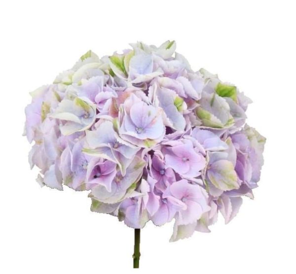 Hortensia ljuslila 60-70cm