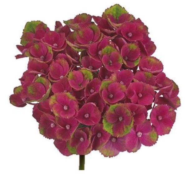 Hortensia Ceris/lime 60-70cm