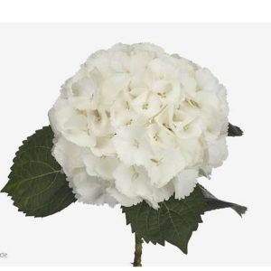Hortensia vit 60-70cm