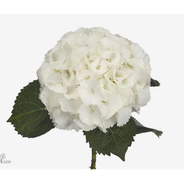 Hortensia vit 60-70cm