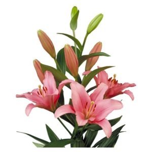 Lilja rosa 70-80cm