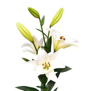 Lilja vit 70-80cm