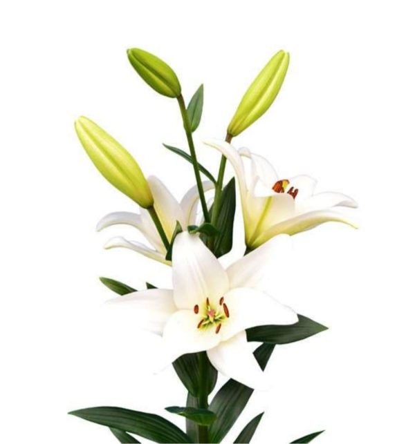 Lilja vit 70-80cm
