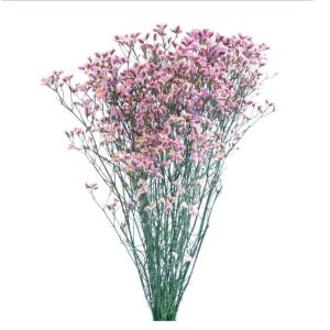 Limonium 60cm