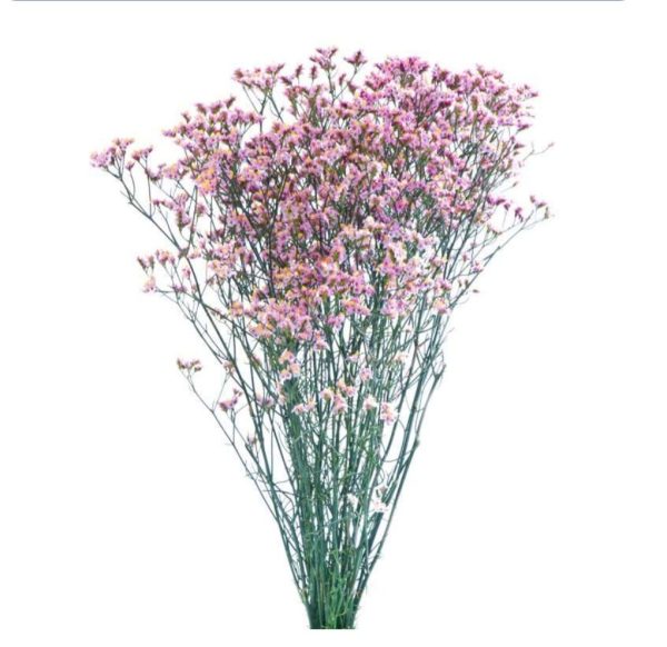 Limonium 60cm
