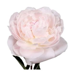 Pion ljusrosa 50-60cm