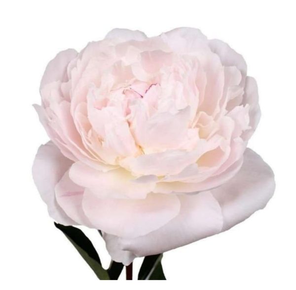 Pion ljusrosa 50-60cm