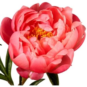 Pion Corall 50-60cm