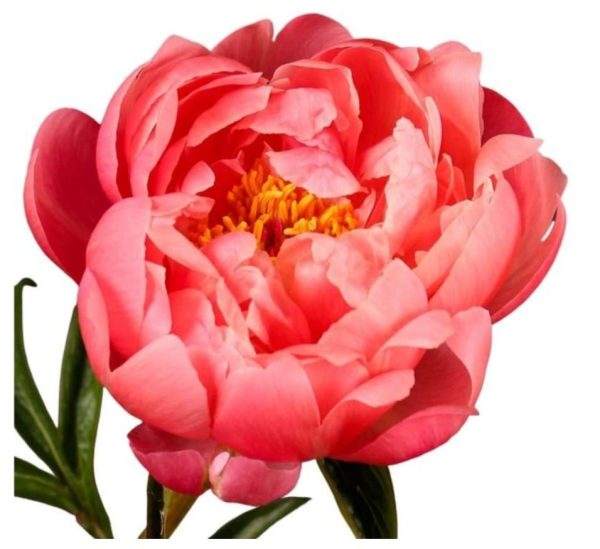Pion Corall 50-60cm