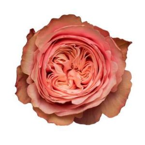 Ros aprikos 50-60cm