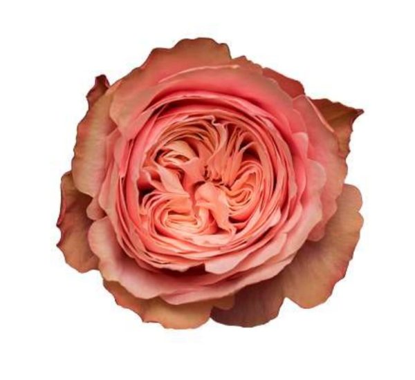 Ros aprikos 50-60cm