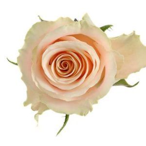 Ros crème 50-60cm