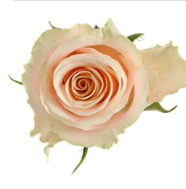 Ros crème 50-60cm