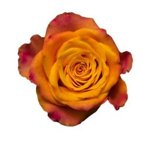 Ros orange 50-60cm