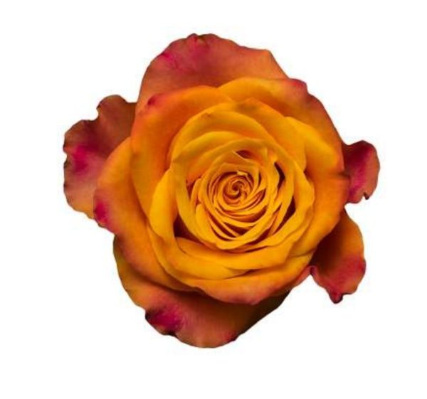 Ros orange 50-60cm