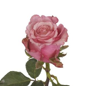 Ros rosa 50-60cm