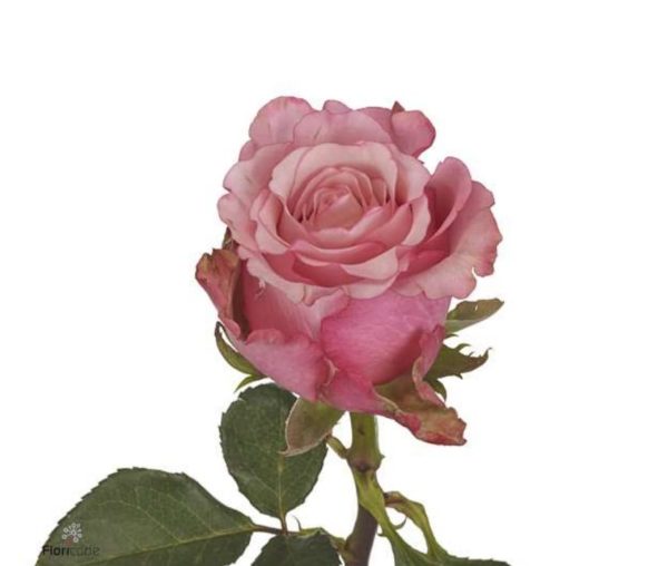 Ros rosa 50-60cm