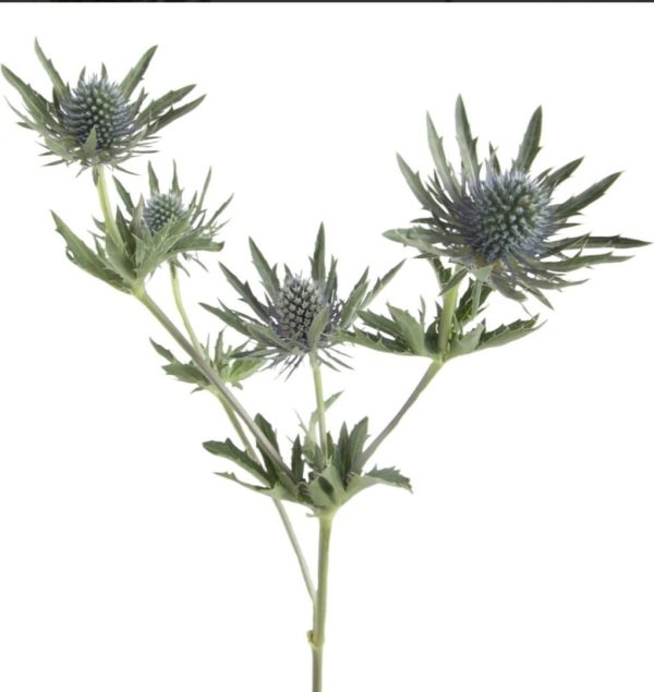 Tistel 50-60cm - Bild 2