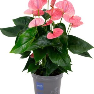 Flamingoblomma