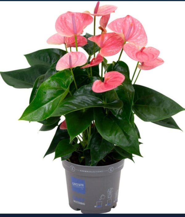 Flamingoblomma