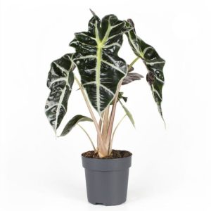 Alocasia