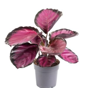 Calathea