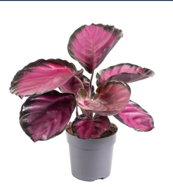 Calathea
