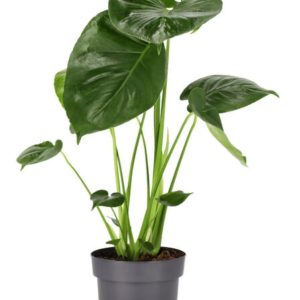 Monstera