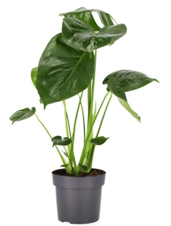 Monstera