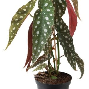 Begonia Maculata
