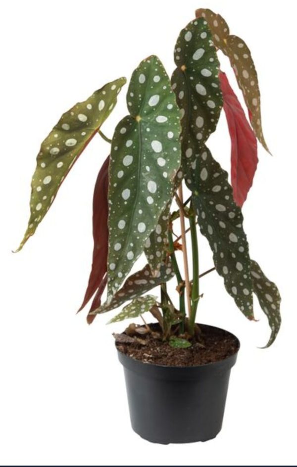 Begonia Maculata